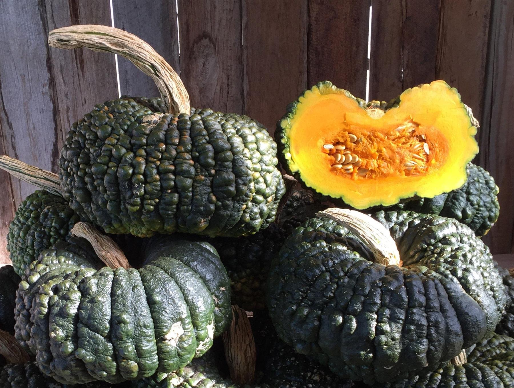 Pumpkin Ironbark