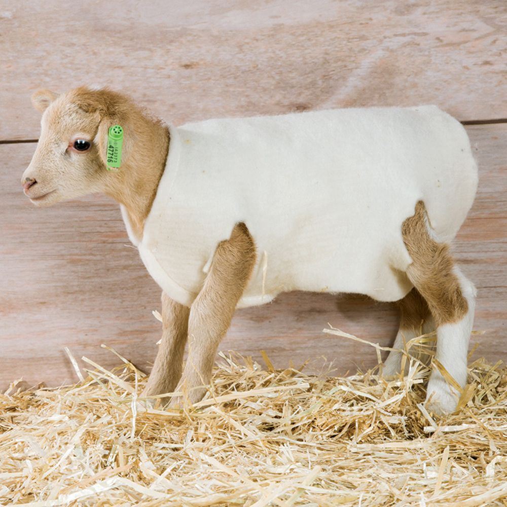 Lamb Cover Woolover each
