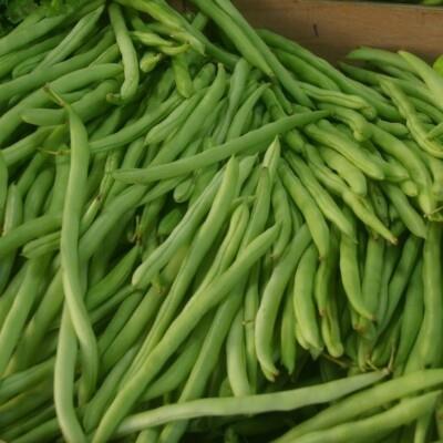 Bean Bush Redland Pioneer