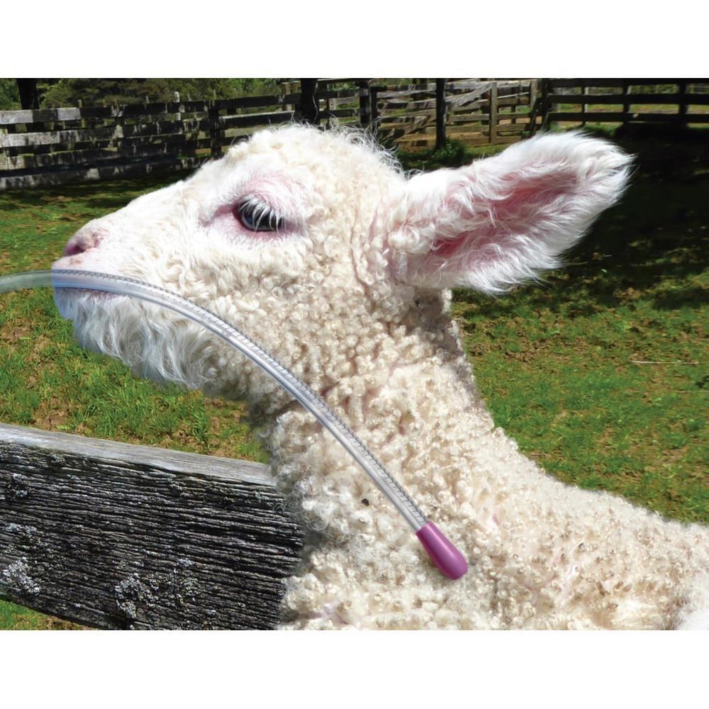 Antahi Trusti Tuber Lambs Kids Fawn