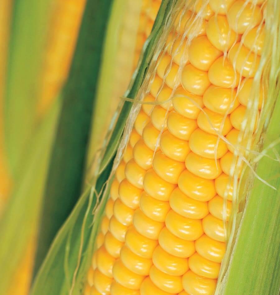 Corn Sweet Golden Bantam