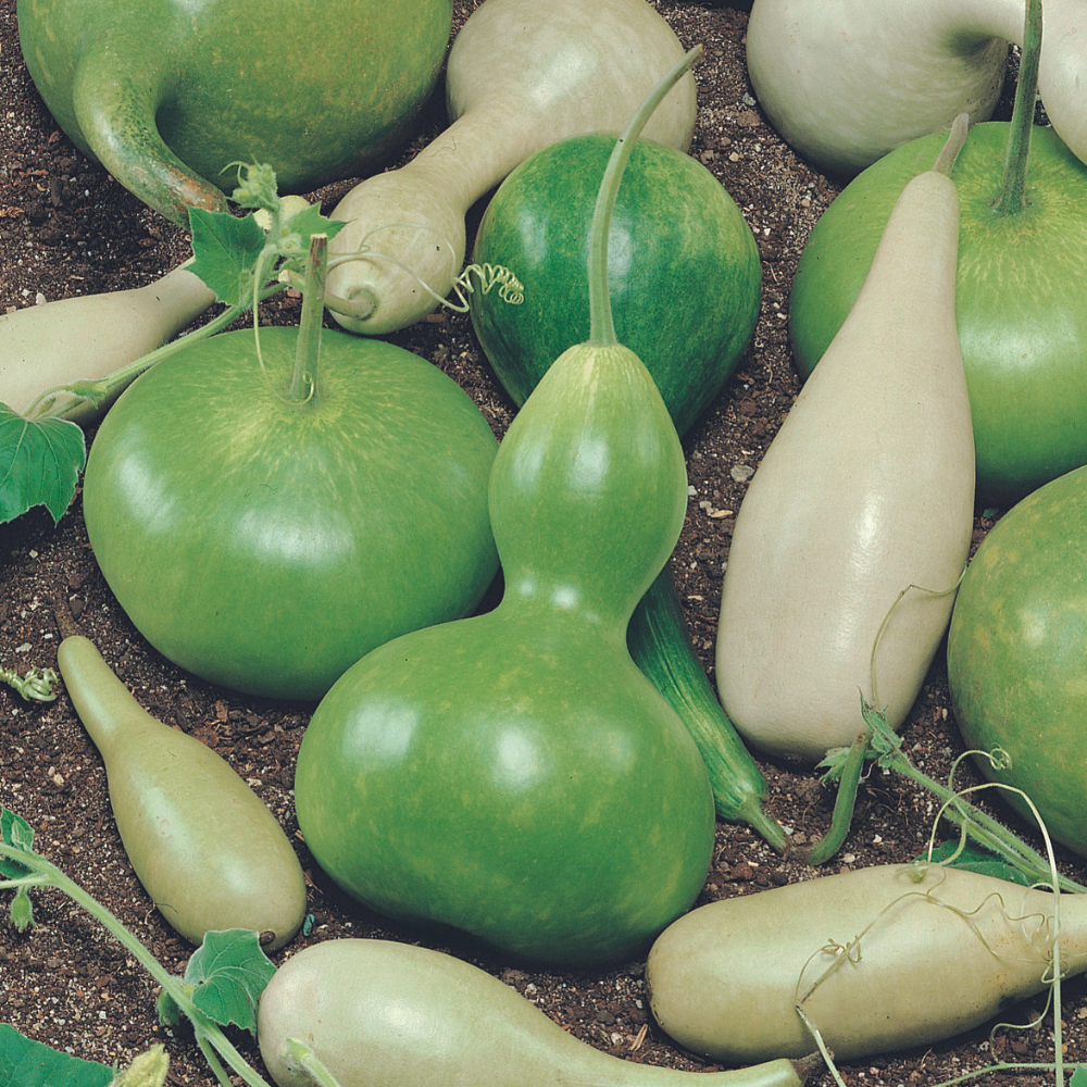 Gourd Large Mixed