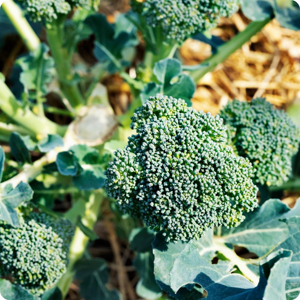 Broccoli Calabrese