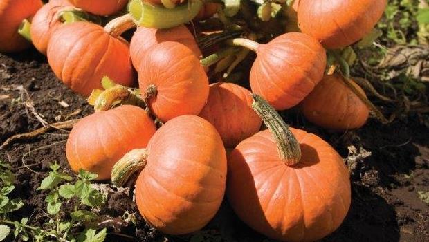 Pumpkin Golden Nugget