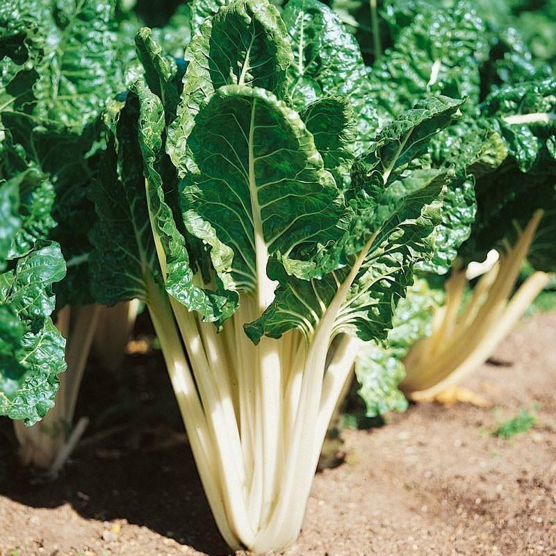 Silverbeet Fordhook
