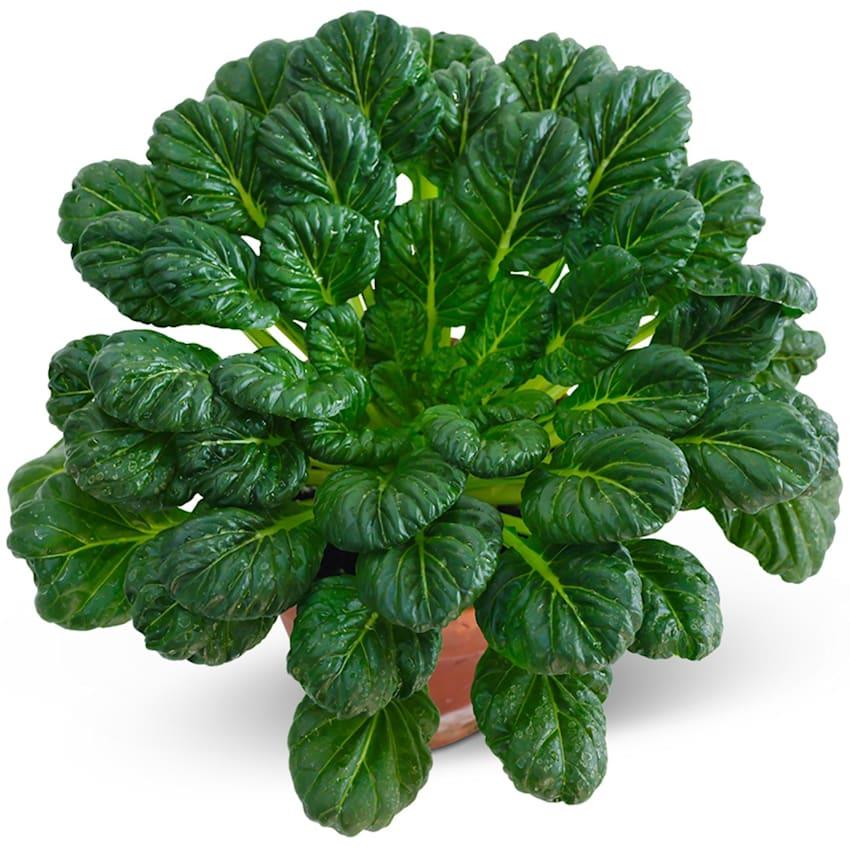 Tatsoi