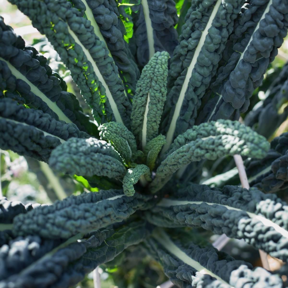 Kale Black Toscana