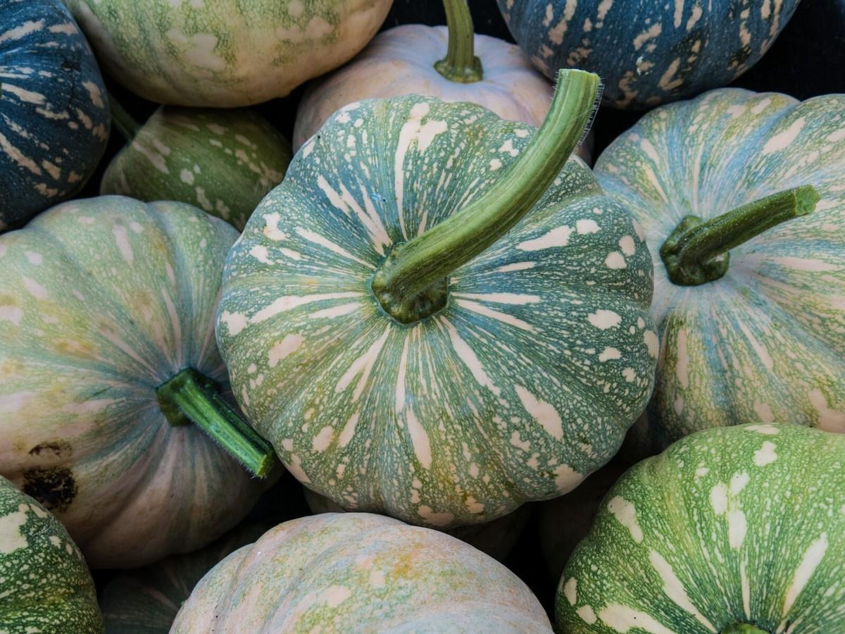 Pumpkin Kent