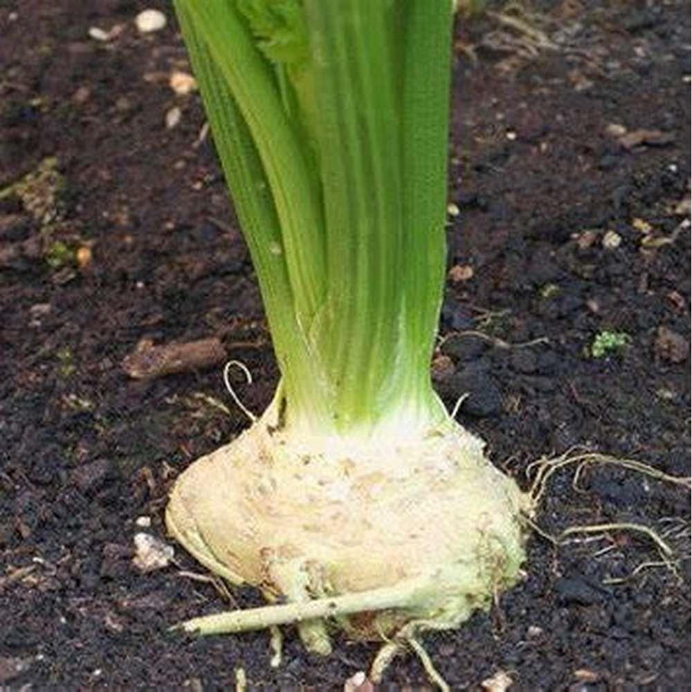 Celeriac White Alabaster