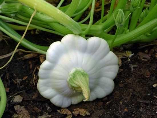 Squash Early White Bush