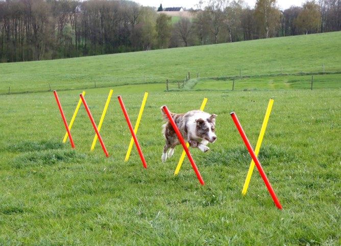 Dog Agility Set