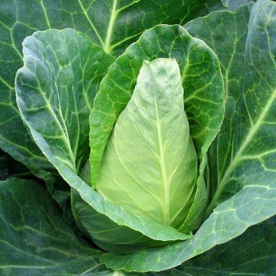Cabbage Sugarloaf