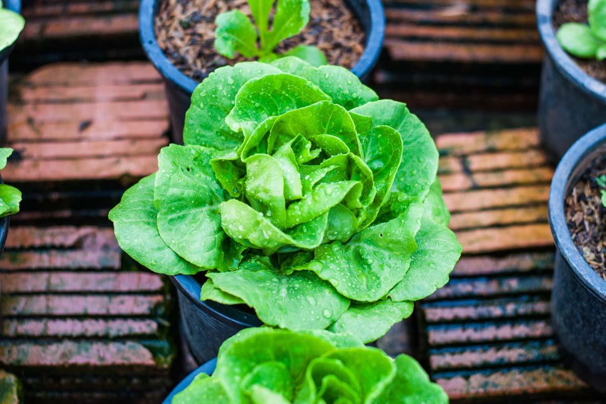 Lettuce Buttercrunch