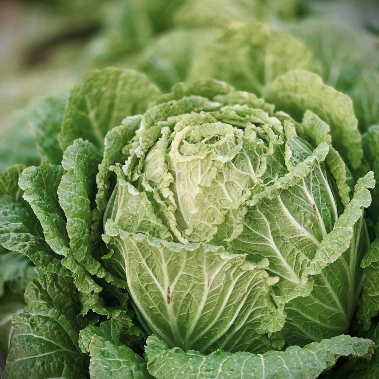 Cabbage Savoy Vertus