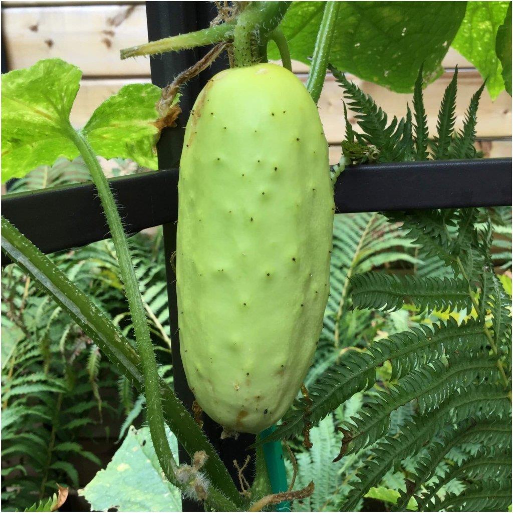 Cucumber German Pickling