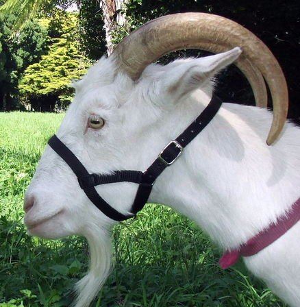 Goat Webbing Halter - Large for Large Size Goats BLUE