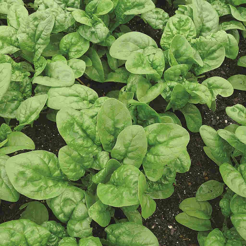 Spinach English Bloomsdale