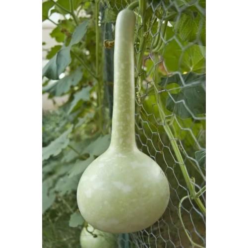Gourd Ancient