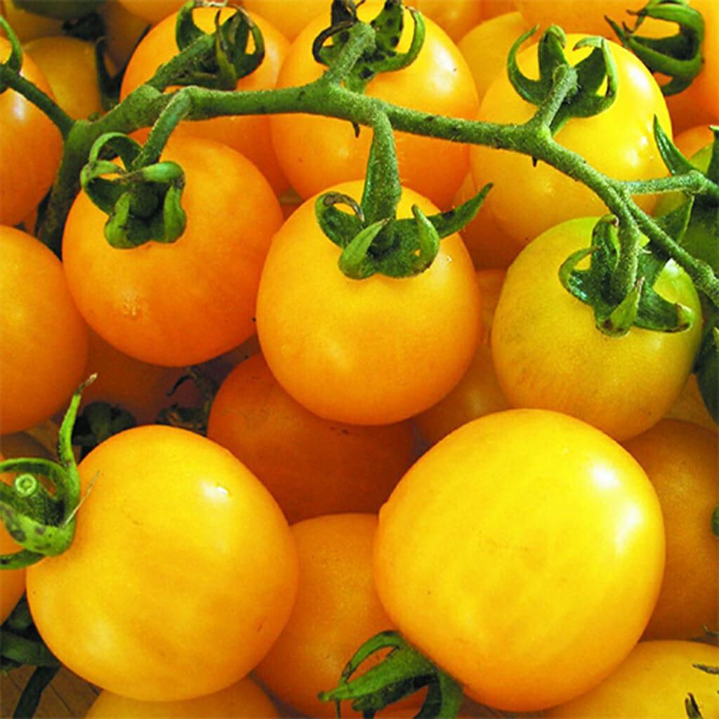 Tomato Golden Sunrise