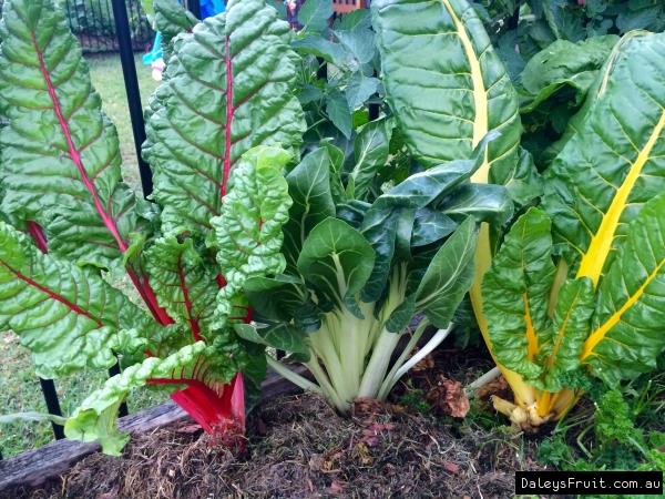 Silverbeet Rainbow Chard