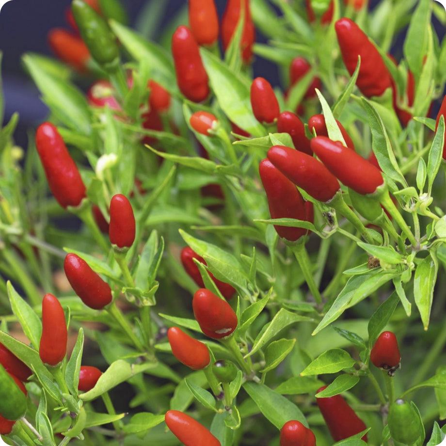 Chilli Hot Thai