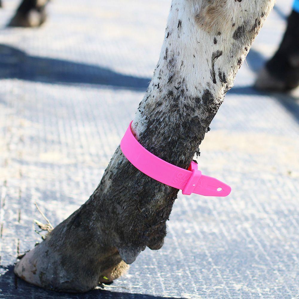 Leg Quick Strap Pink 5-Pack