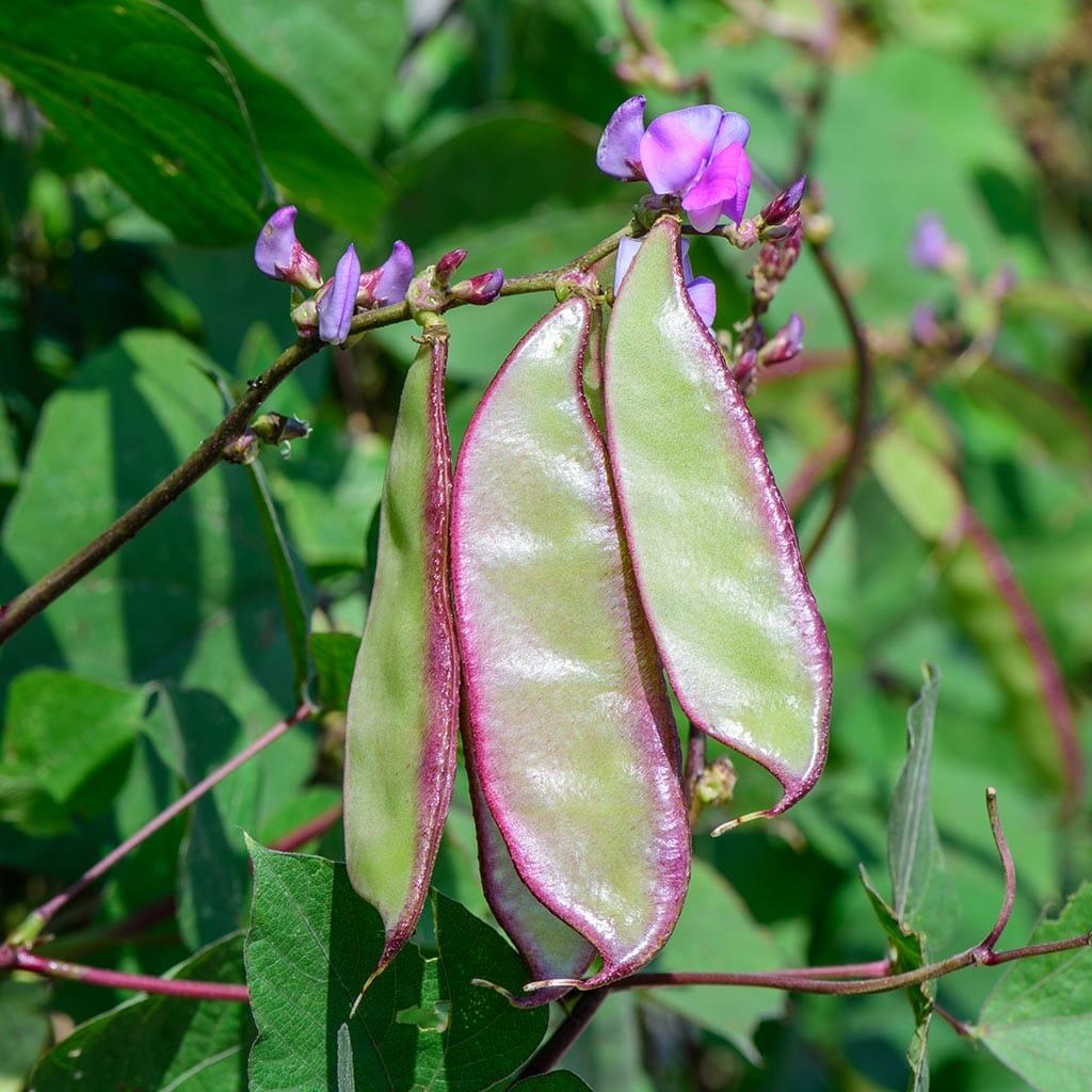 Bean Climbing Lab Lab