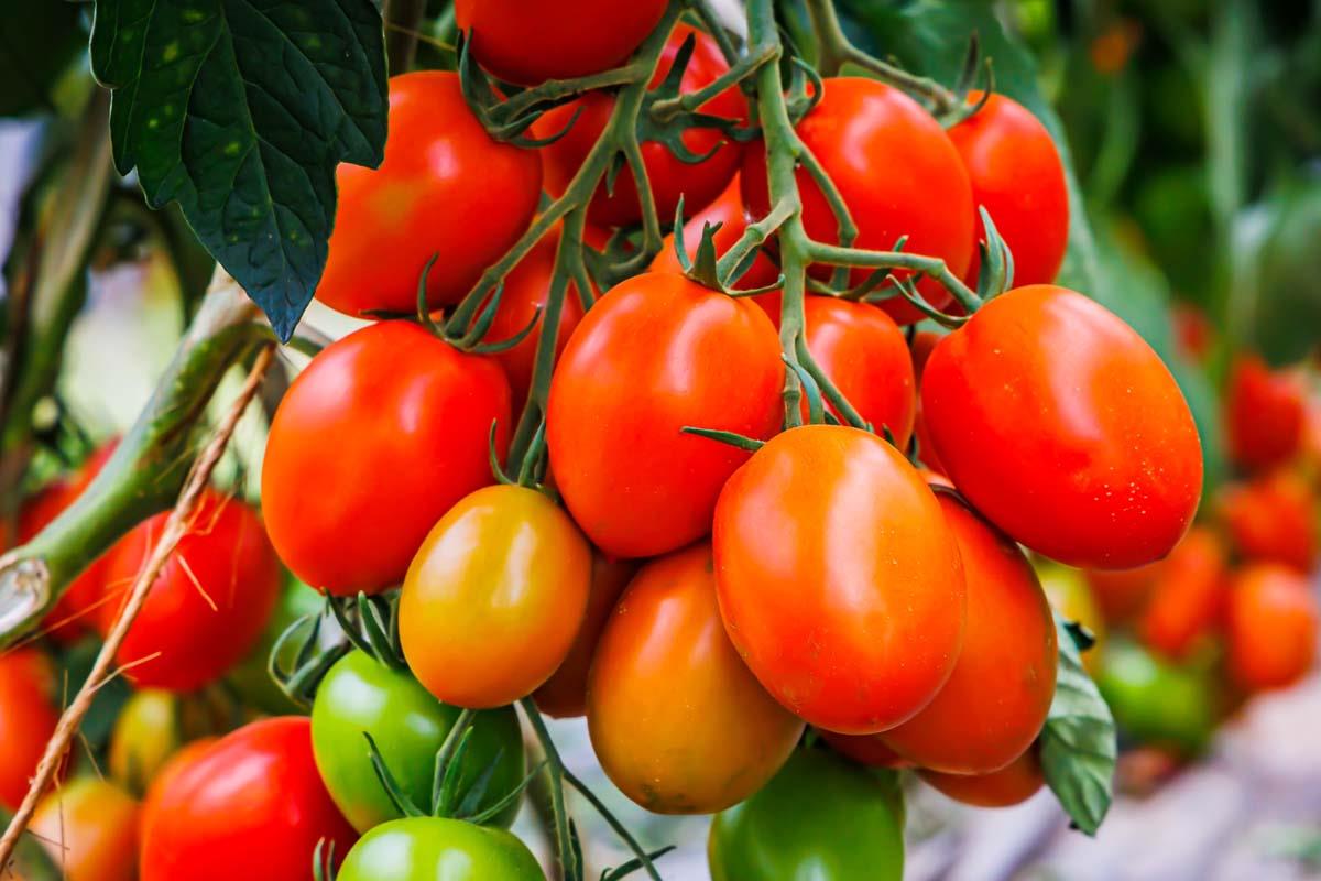 Tomato Roma