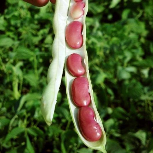 Bean Bush Red Kidney