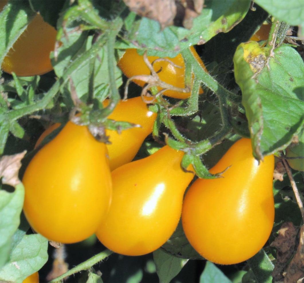 Tomato Yellow Pear