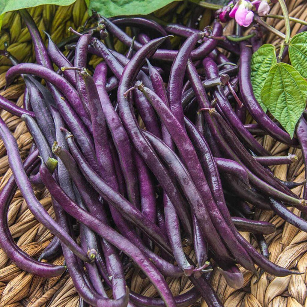 Bean Bush Royal Burgundy
