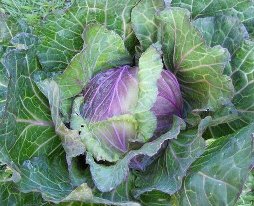 Cabbage Savoy Verona Purple