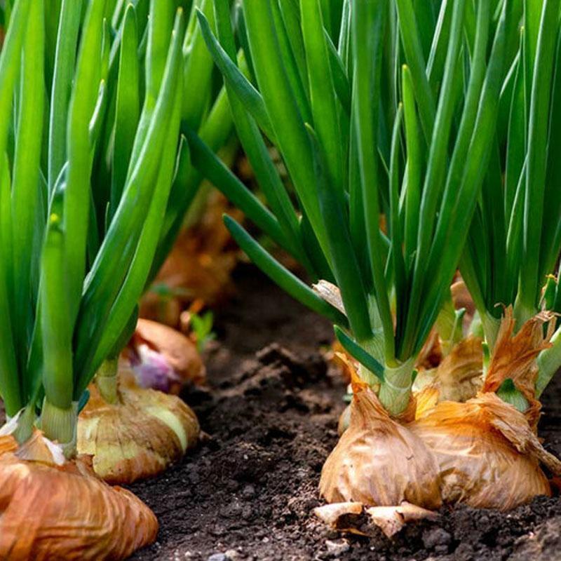 Onion Pukekohe Longkeeper