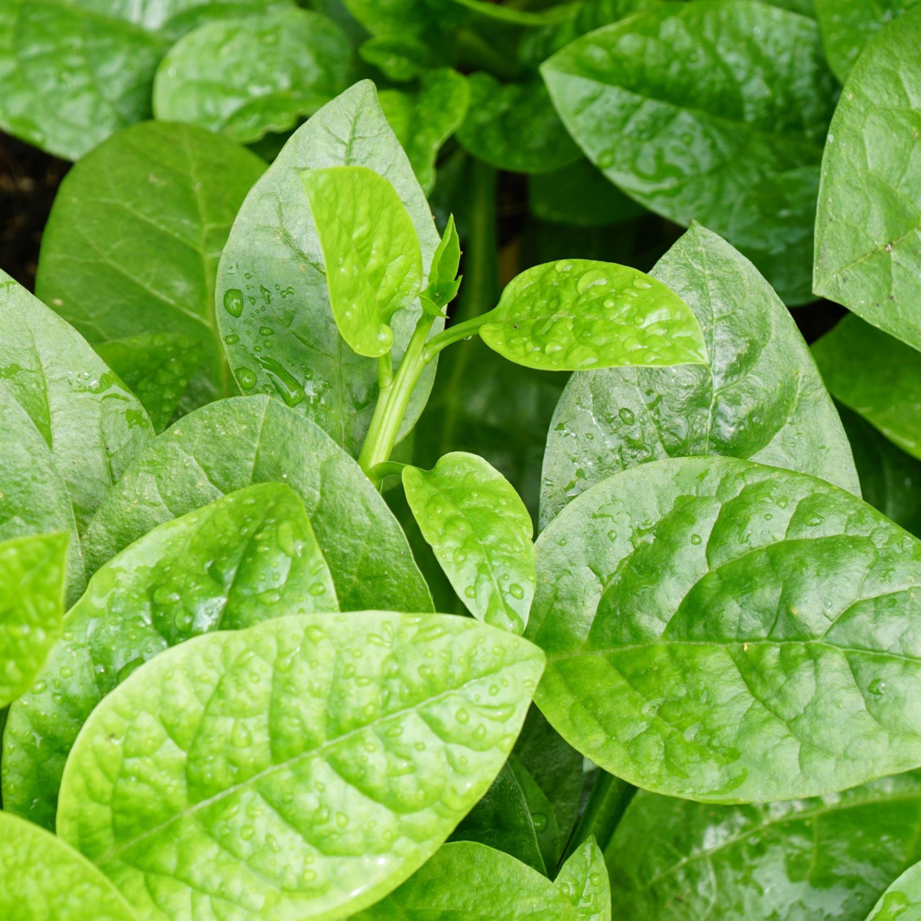 Spinach Ceylon