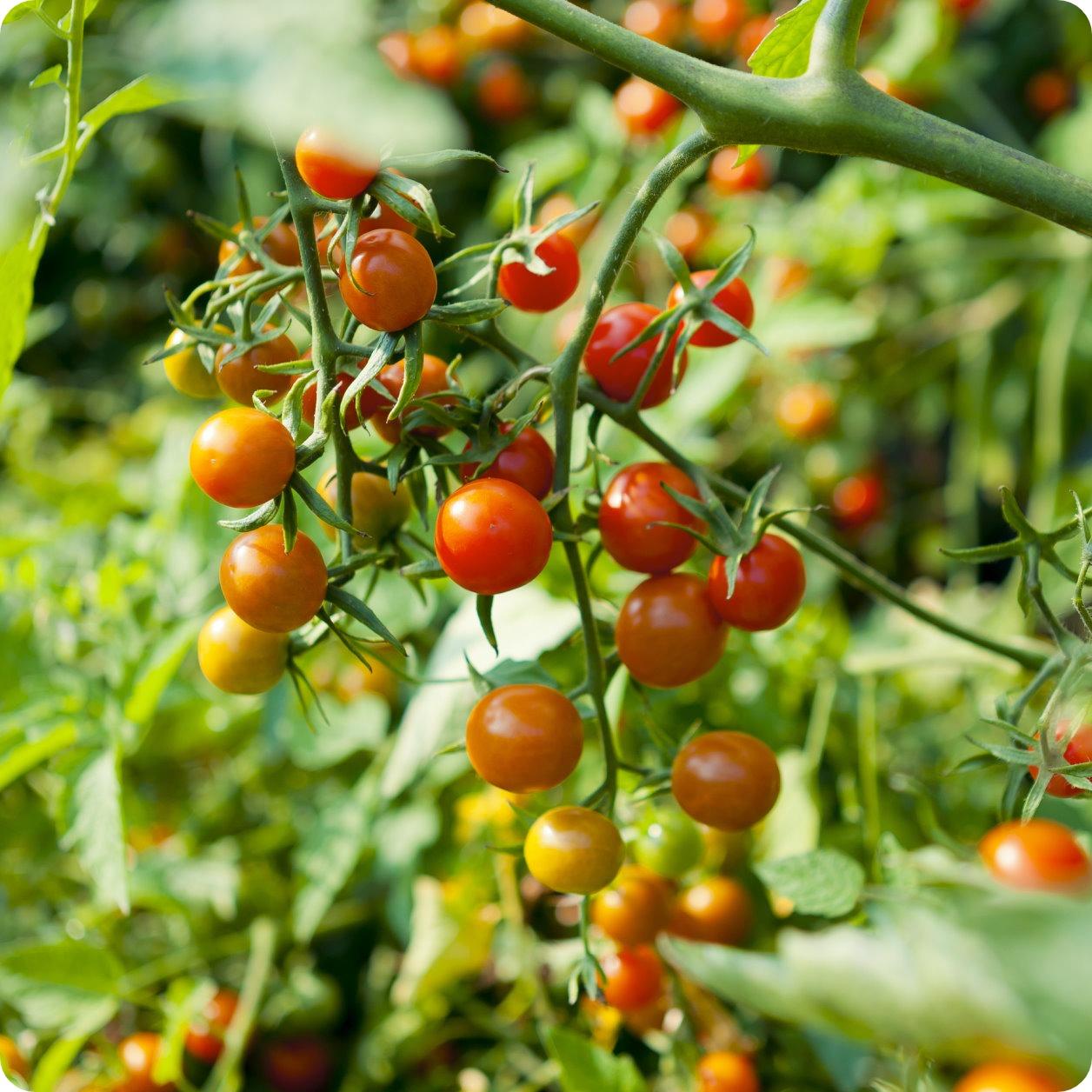Tomato Red Cherry Currant