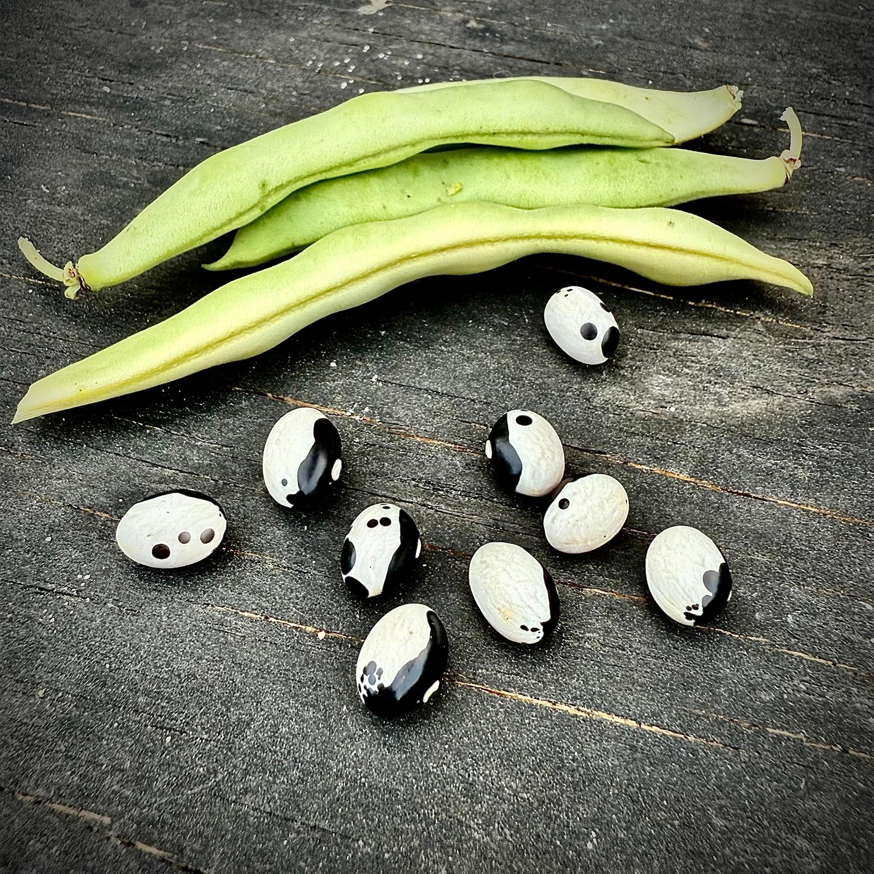 Bean Bush Yin Yang