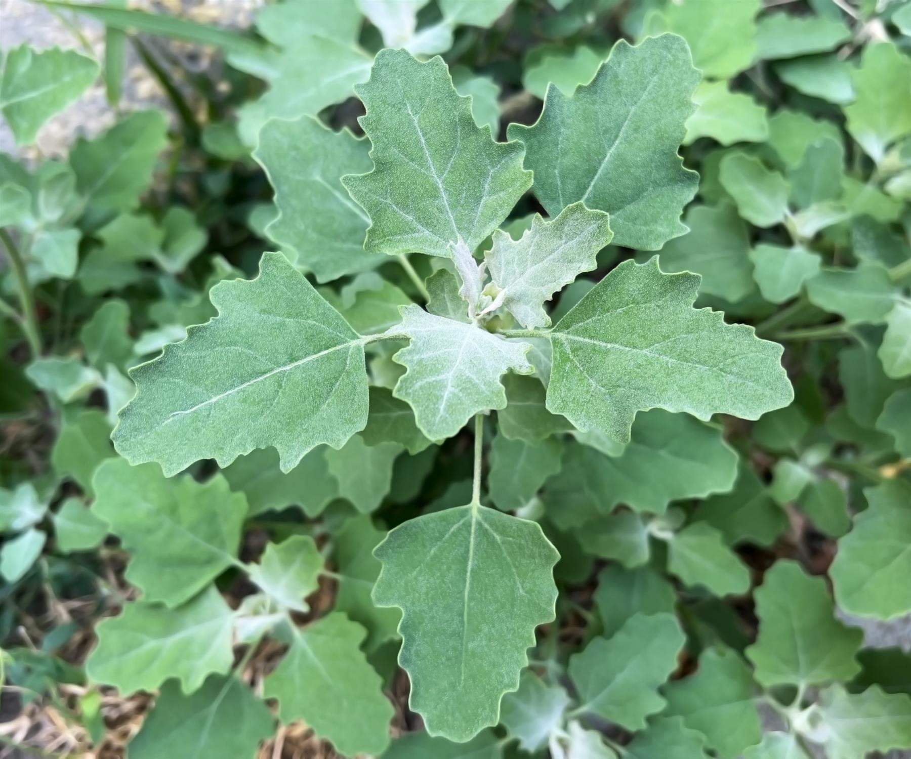 Orach Green