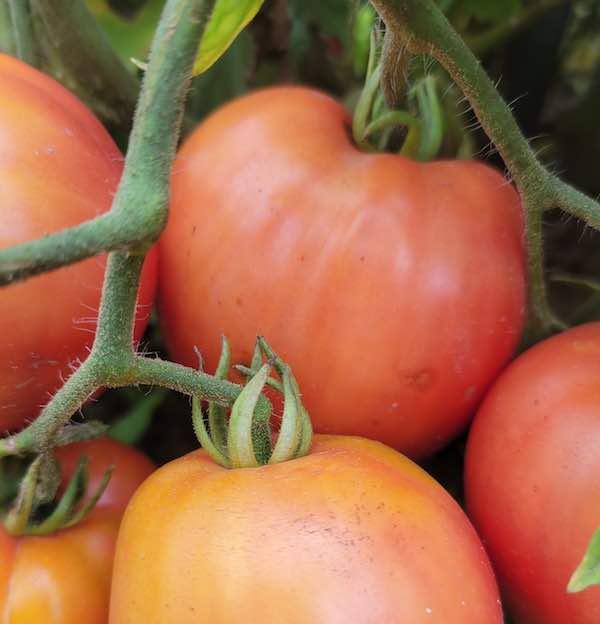Tomato Oxheart Pink