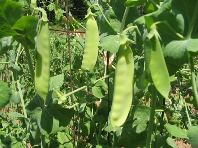 Snowpea Melting Mammoth