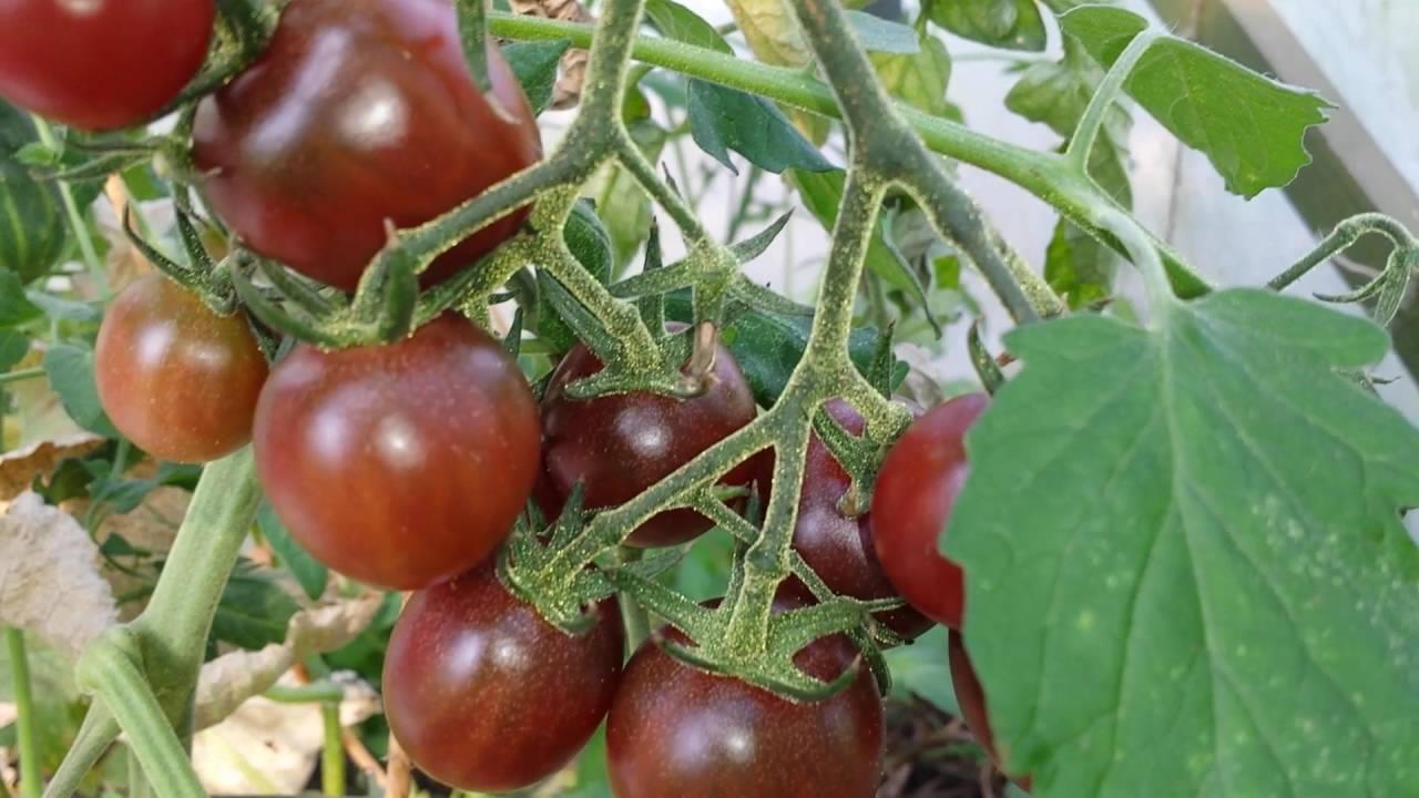 Tomato Black Russian