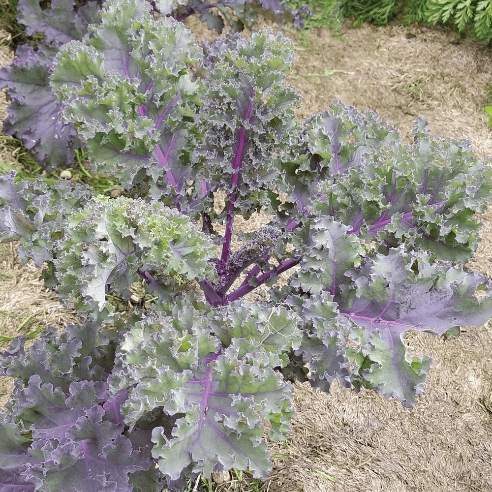 Kale Red Russian