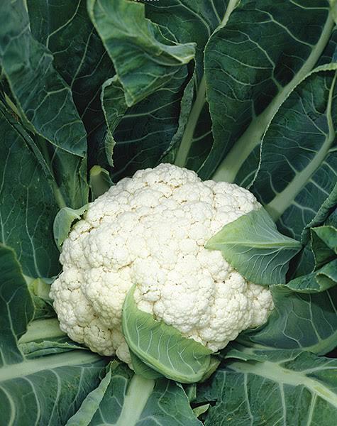Cauliflower Snowball