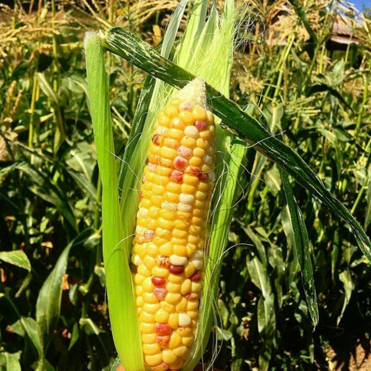 Corn Sweet Anasazi