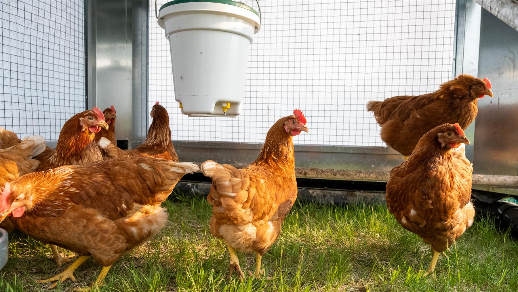ROVA|BARN Micro – Solar-Powered, Self-Moving Smart Coop for Up to 12 Hens