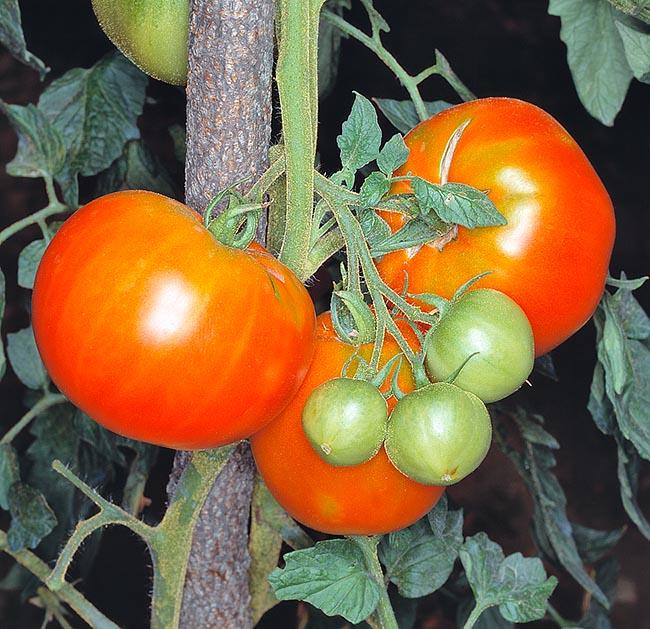 Tomato Clark Aesley