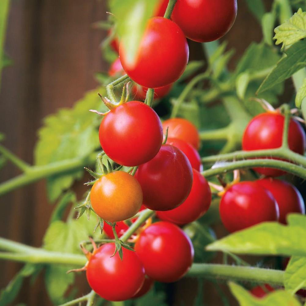 Tomato Red Cloud