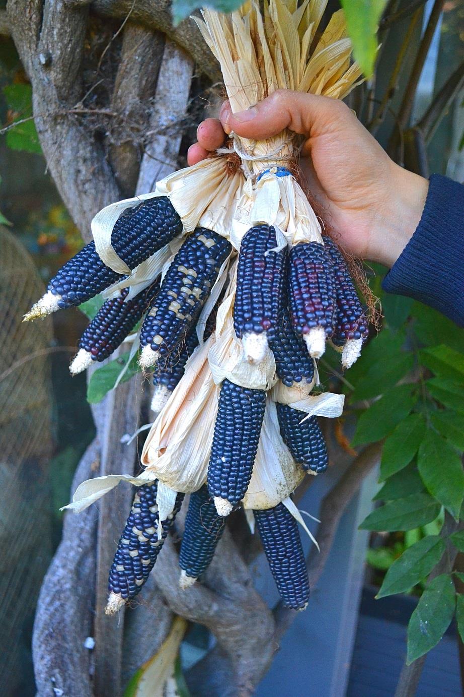 Corn Popcorn Blue Mini