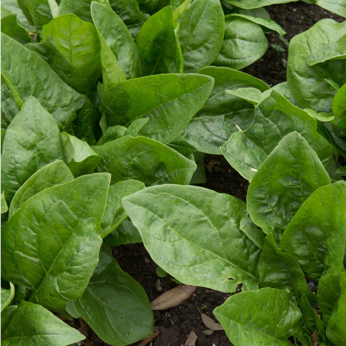 Spinach Southern European