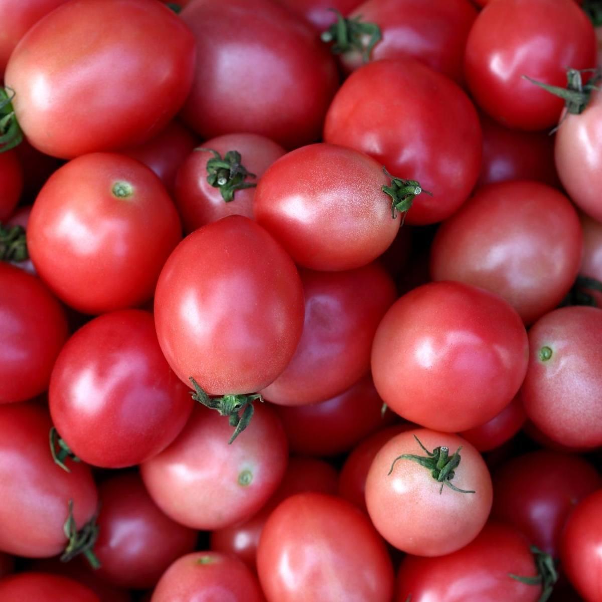 Tomato Thai Pink