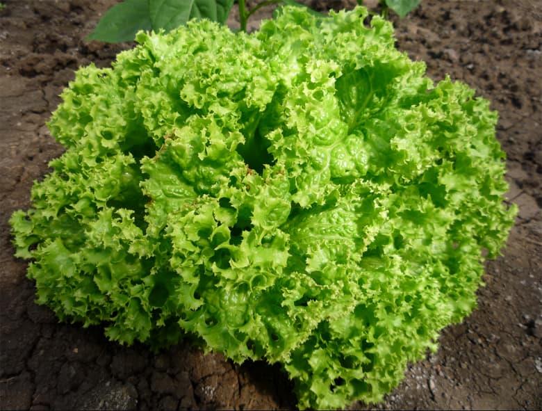Lettuce Ricciolina de Taglio